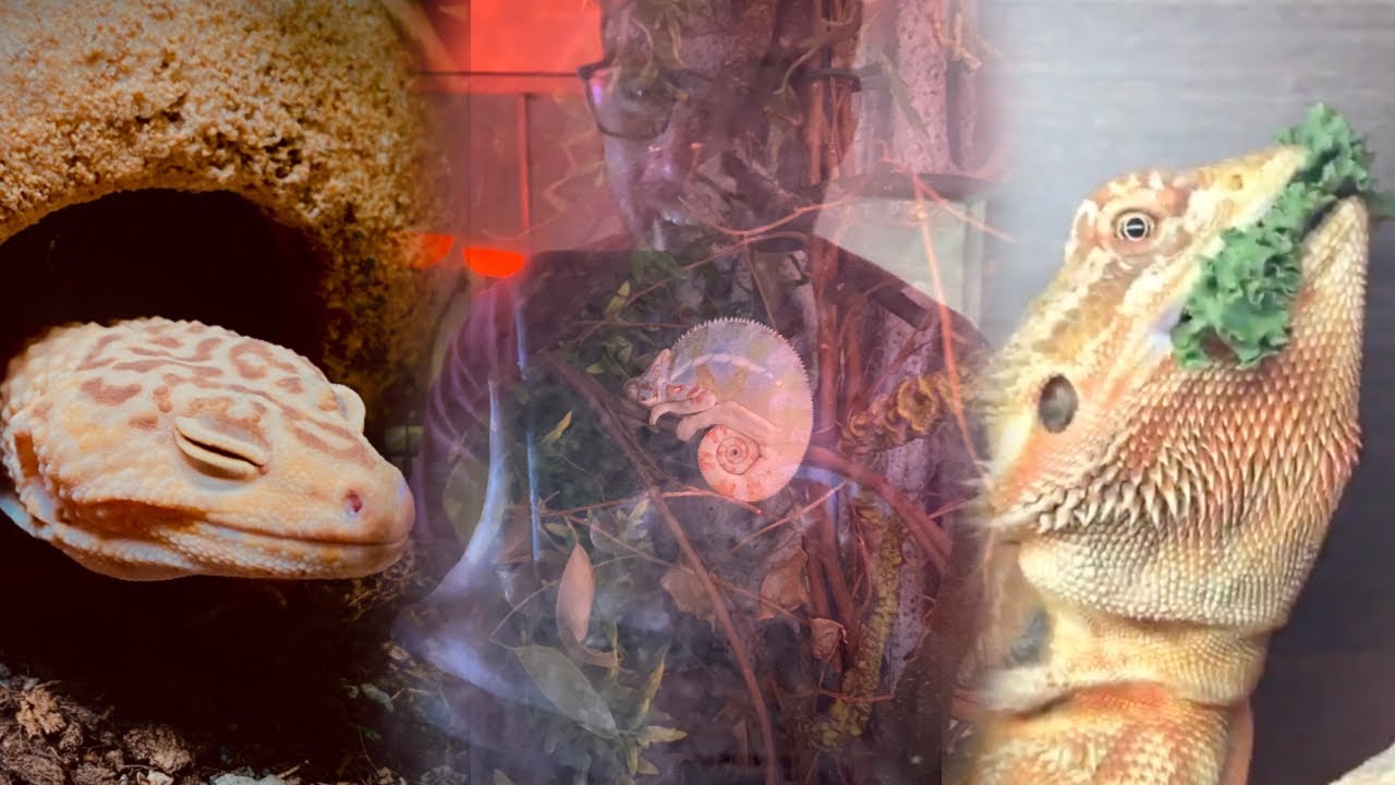 hat films but it's just smith being a good lizard dad