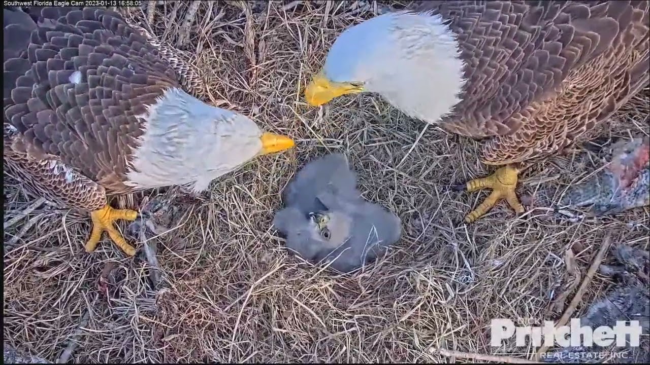 Southwest Florida Eagle - Bieliki - M15 & Harriet & E21🐥🌹🍀 i E22 🐥🌹🍀 - Karmienia 13/01/2023