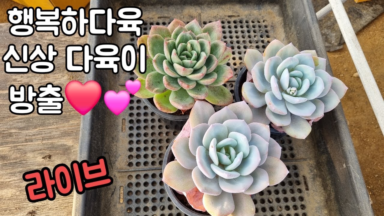 행복하다육 신상 다육이들 착한가격에❤️💕