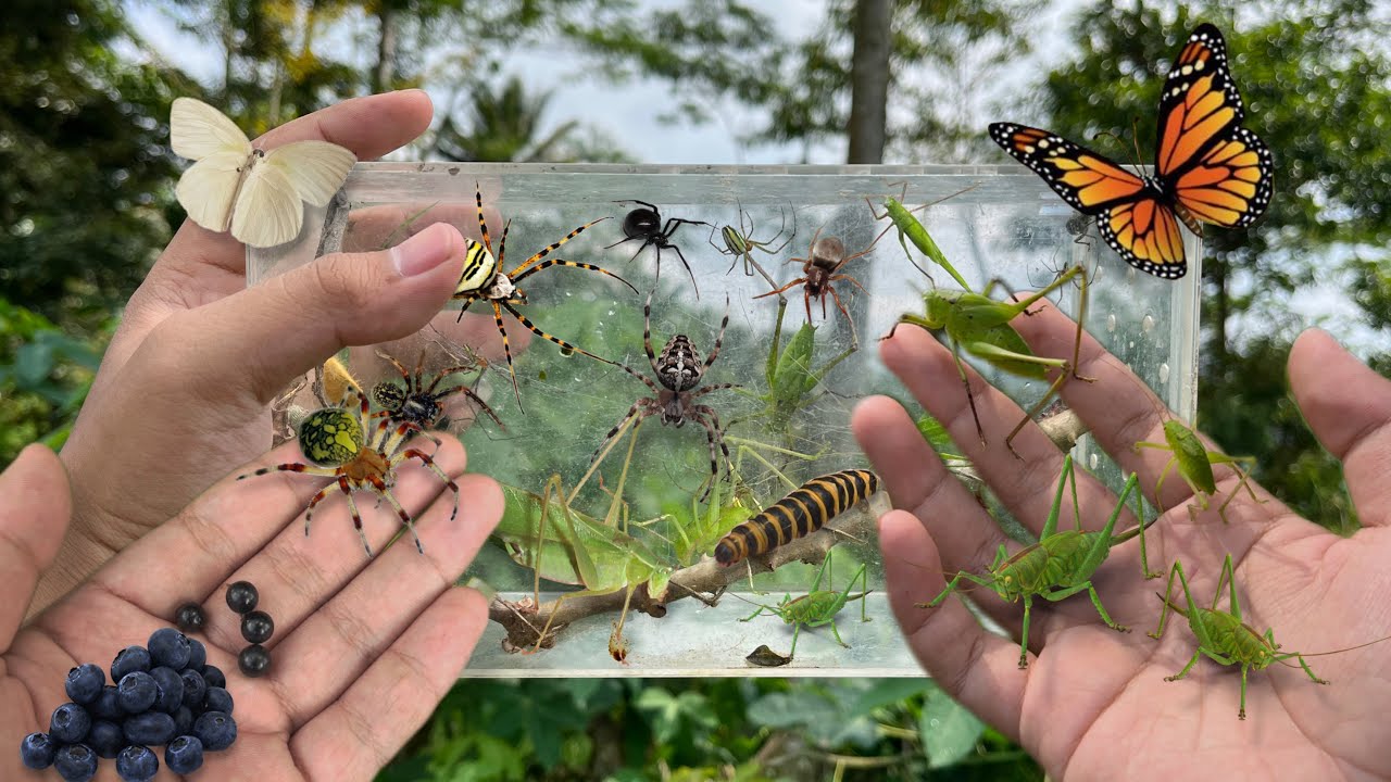 Hunting Spider, insect, and Berries in the Wild | Green Weaver Spider, Katydid, Moth, Caterpillar
