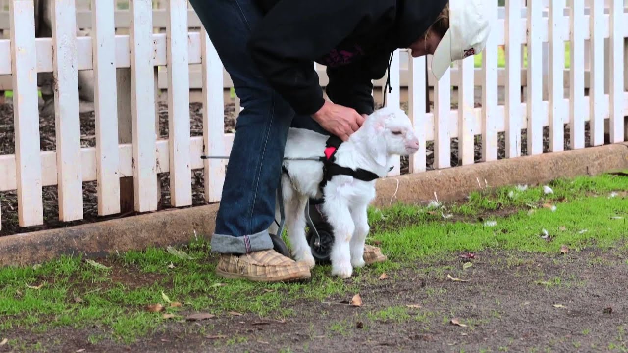 Frostie the Snow Goat