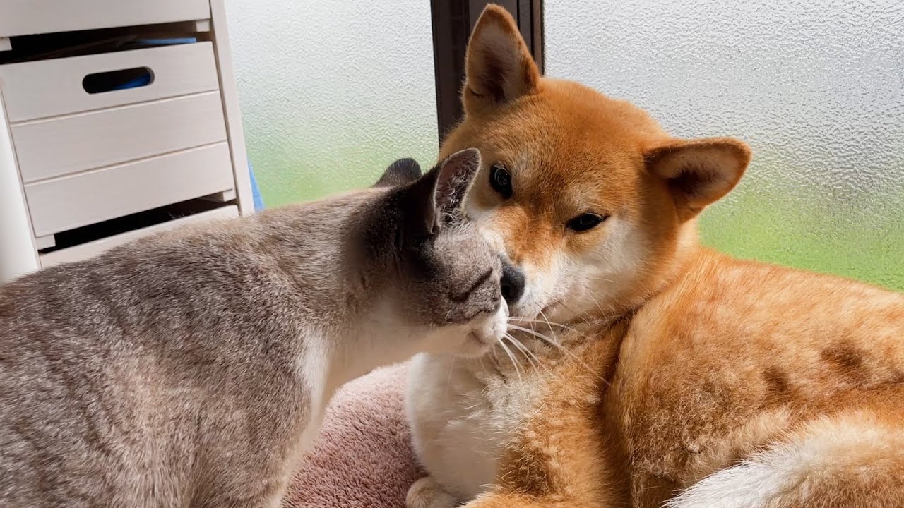 ペロペロしてください♥柴犬の鼻に頭をグイグイ押し付ける子供猫♥
