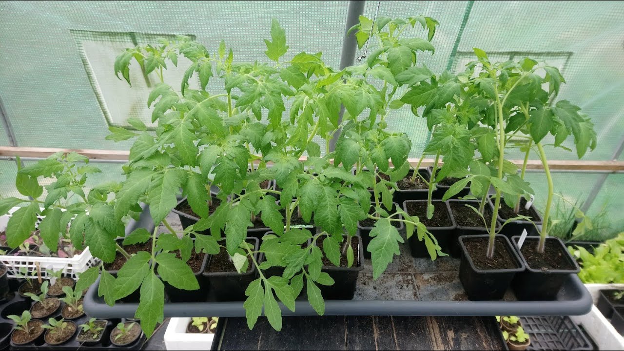 COMMENT PLANTER & RÉUSSIR les tomates quelques astuces