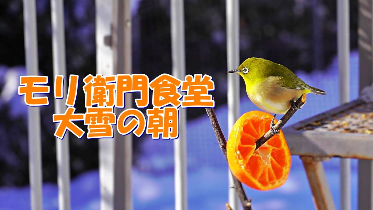 モリ衛門食堂 大雪の朝 #メジロ#ヒヨドリ#ヤマガラ#スズメ