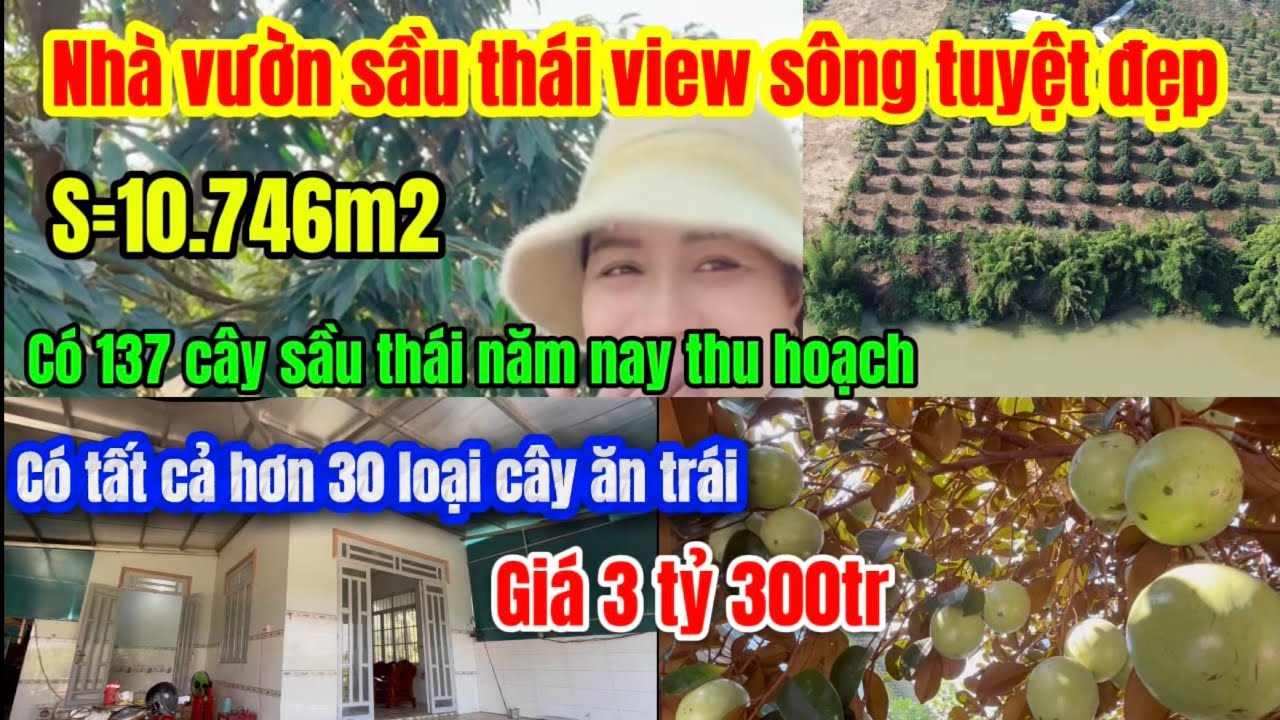 581🌹Nhà vườn sầu thái view sông Bao đẹp thích hợp làm nơi nghỉ dưỡng có thêm các loại cây ăn trái 