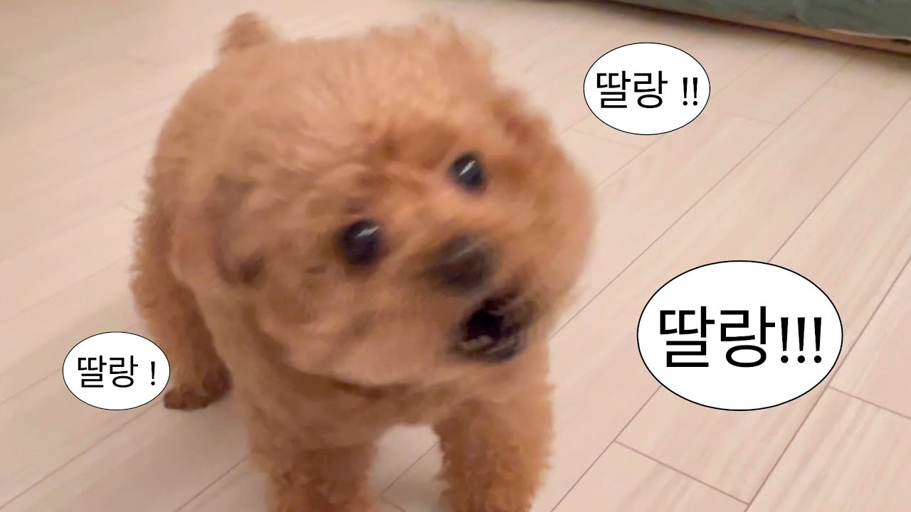 소리 나는 방울빵