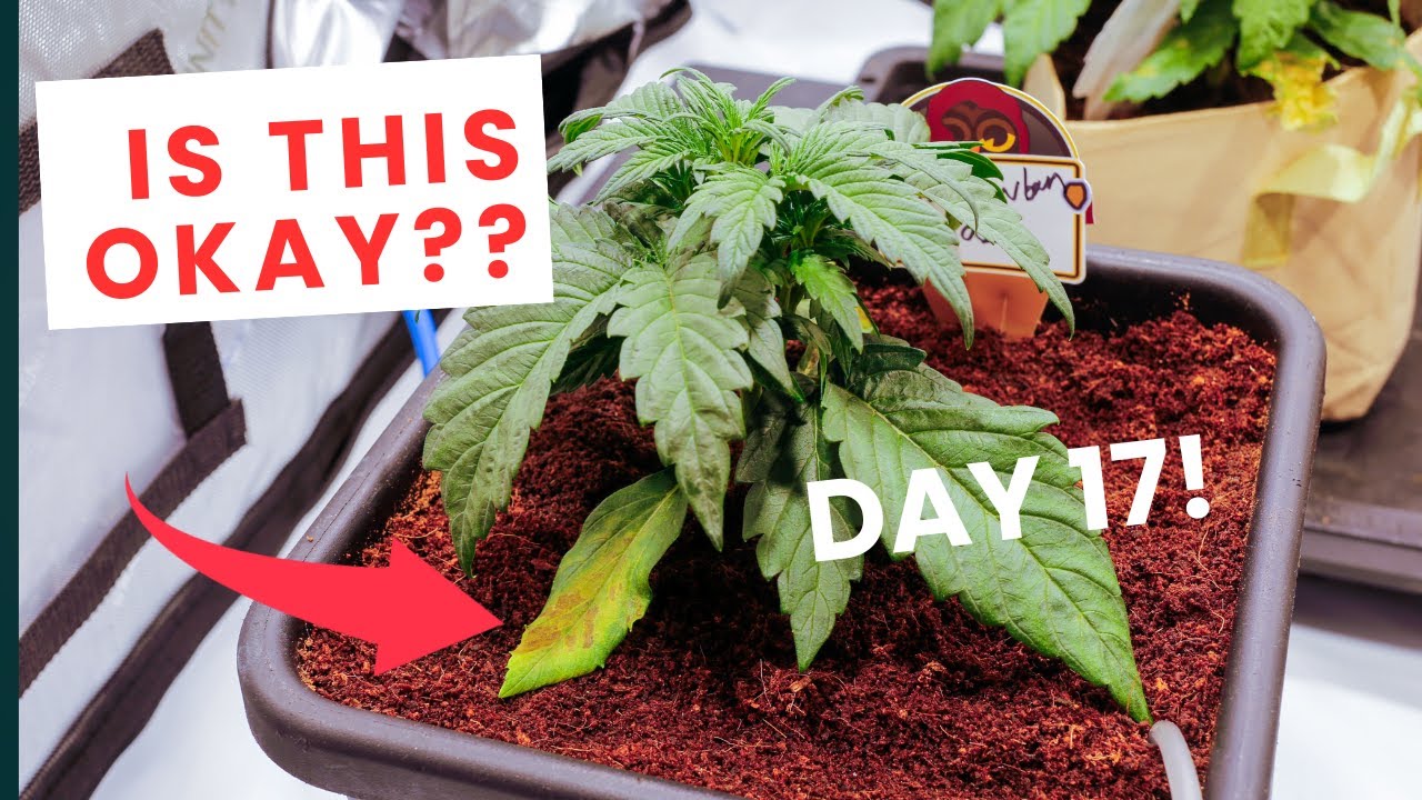 Day 17 &ndash; Are These Plants on Track for a MONSTER Yield? #autopotamus autopots grow update