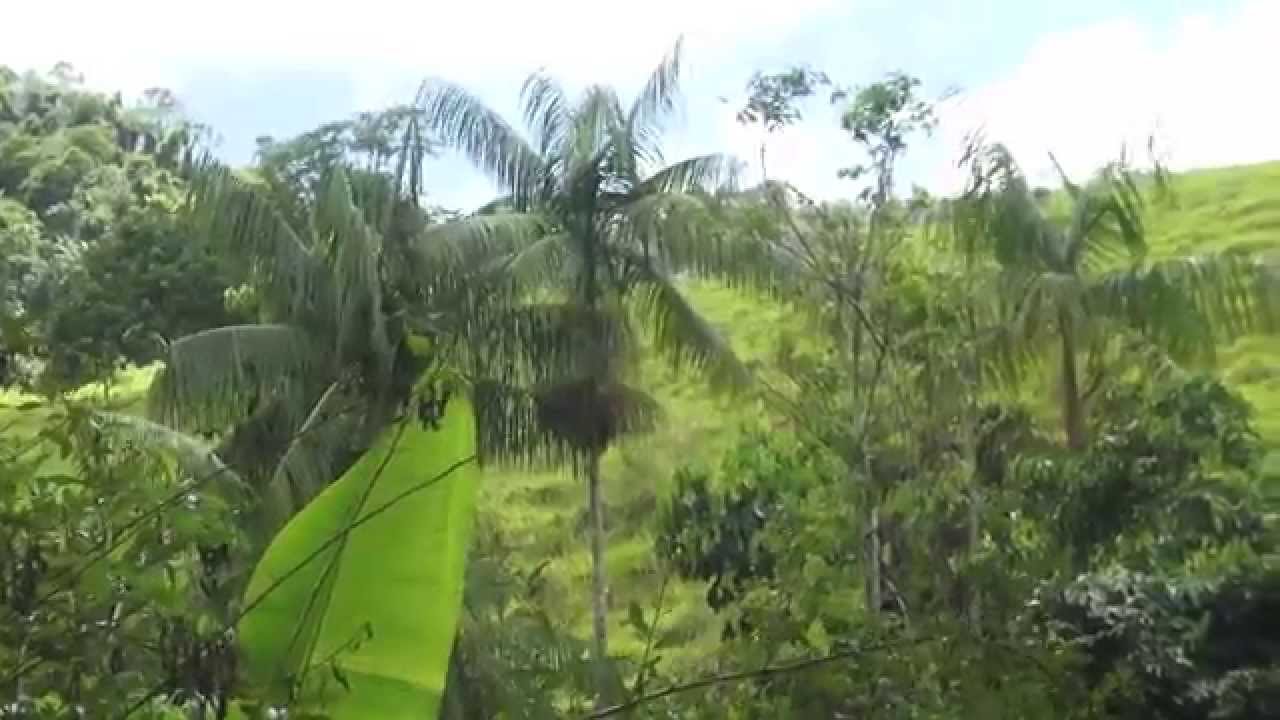 Sistemas agroflorestais