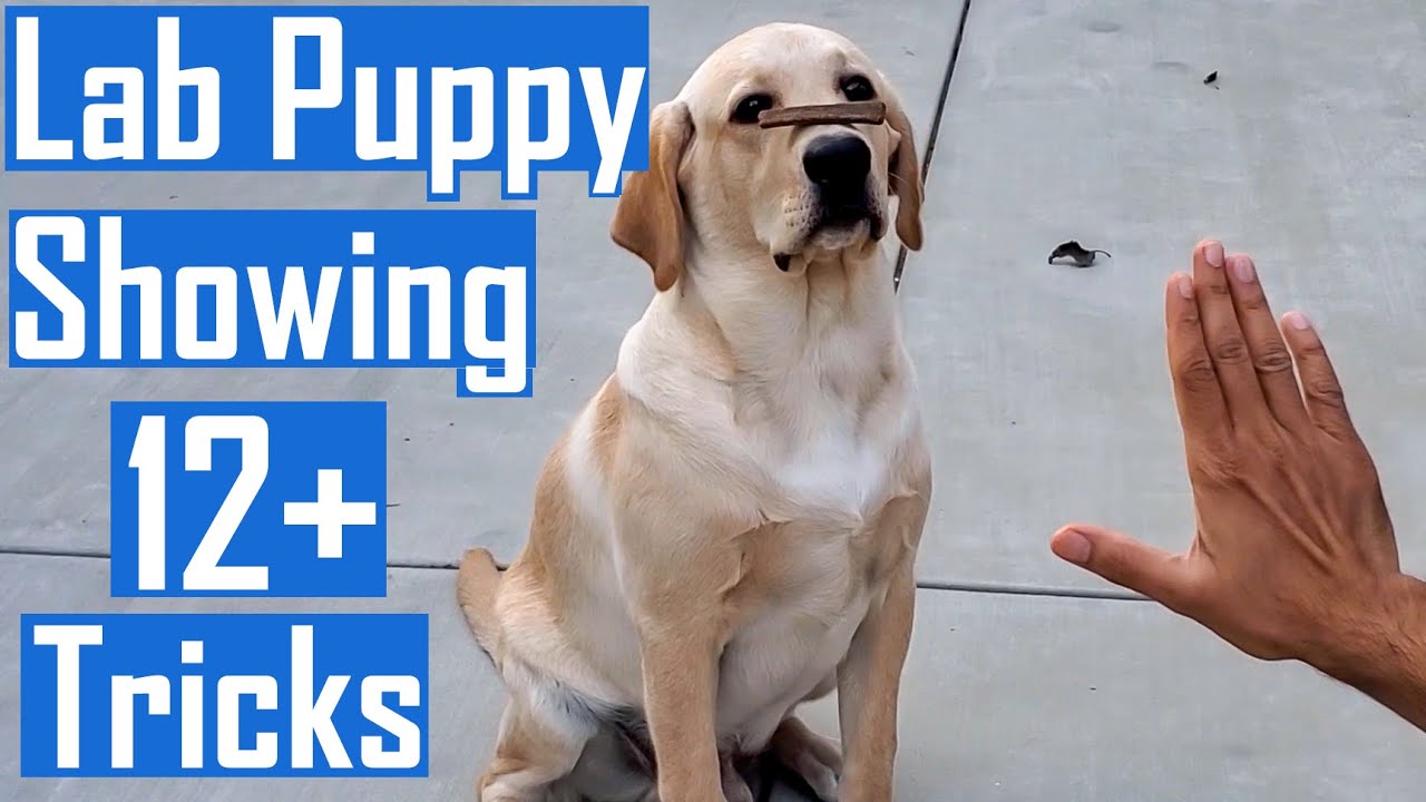 7 Months Old Labrador Puppy Showing 12+ Training Tricks (Dog Showing All Training Skills)