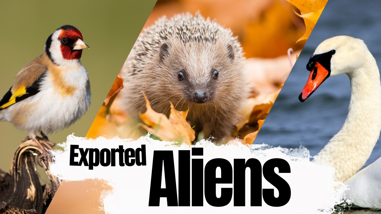 Native British Animals that have become Invasive Species in other Countries