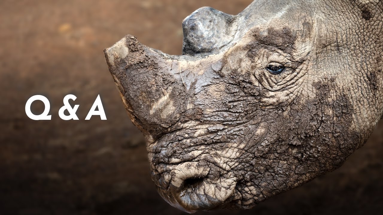 Q&A from Pilanesberg National Park