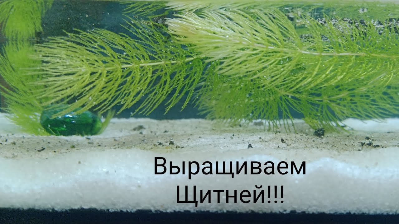 Выращиваем Щитней! 1 часть . Поставь лайк и подпишись. До 80 подписчиков осталось 2 человека!!!