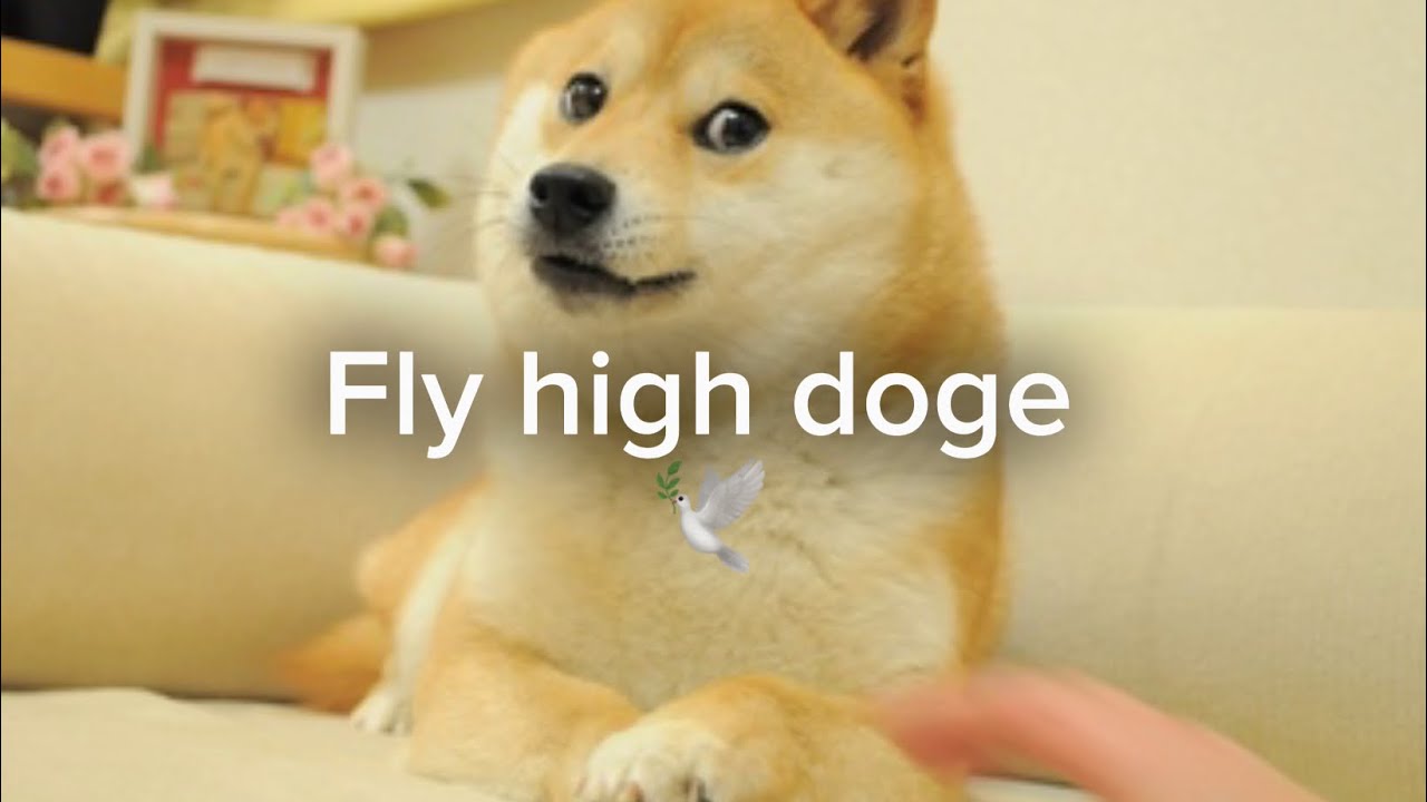 The dog from the doge meme died on May 24th of 2024. Fly high doge 🕊️❤️ 