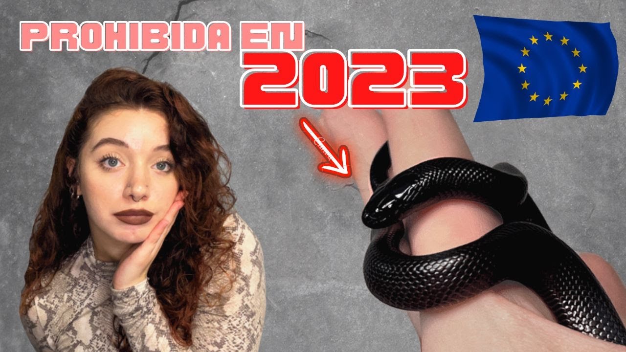 LAMPROPELTIS getula nigritus CUIDADOS 🐍 🖤 | Serpiente rey mexicana| PROHIBIDA SU VENTA EN 2023