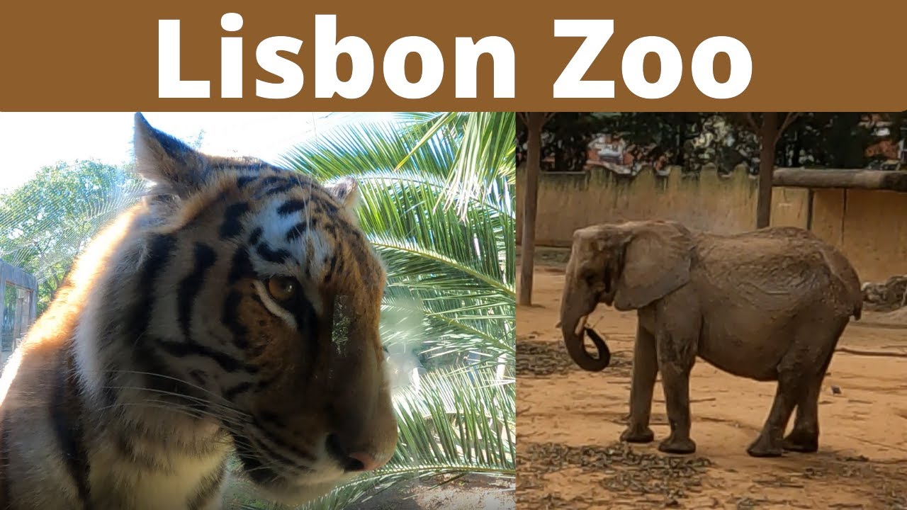 Jardim zoológico Lisboa / Lisbon zoo - Portugal