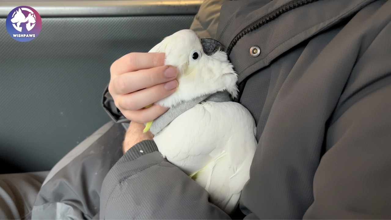 Neglected Cockatoo Once Feared Everyone Now He Can't Stop Cuddling His Family