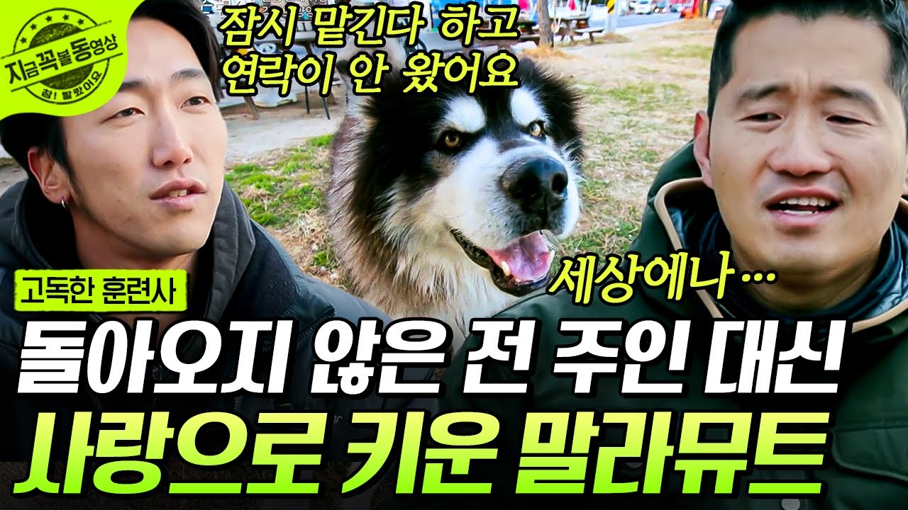 [#고독한훈련사] 땅파기를 좋아하는 바다 개 말라뮤트!?🌊 서핑을 좋아하는 주인 옆에서 둘도 없는 가족이 된 통돌이 | #지금꼭볼동영상