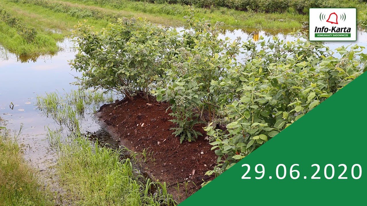 Wzrost owoców borówki - ochrona, nawożenie  - komunikat jagodowy Agrosimex