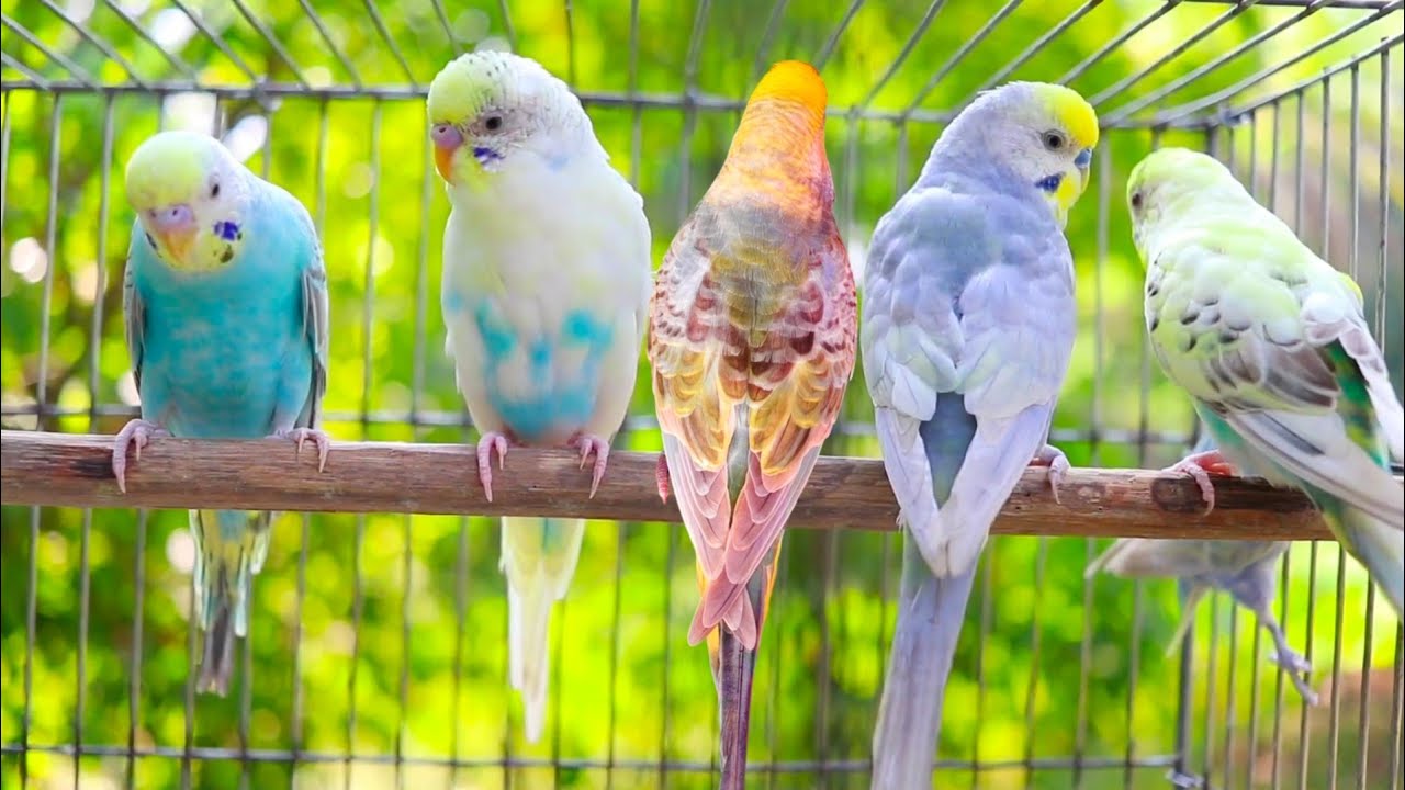 8 Hours of Budgies Singing Playing and Talking - Play For Your Budgie!