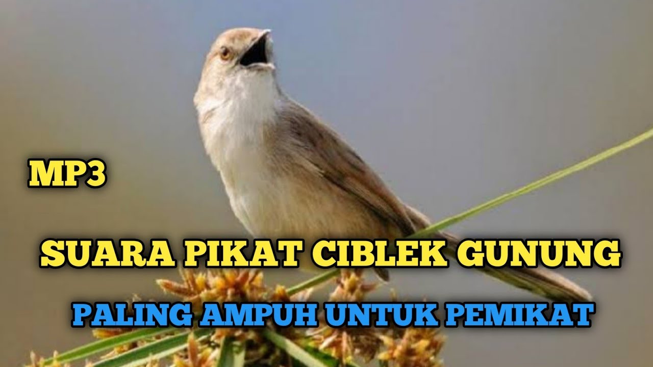 SUARA PIKAT CIBLEK GUNUNG || Cigun Paling Ampuh