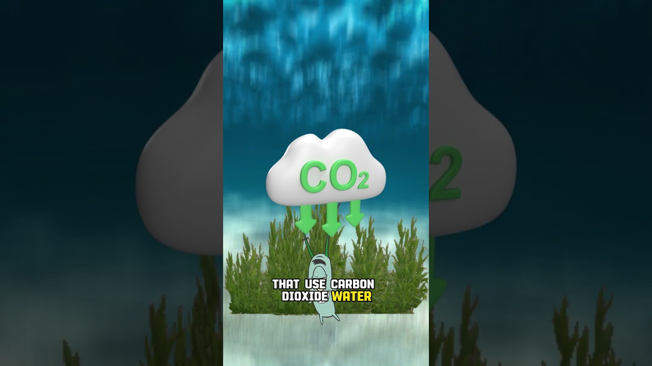 Half of Oxygen Comes From Ocean #shortsviral #shorts #facts #ocean #oxygen