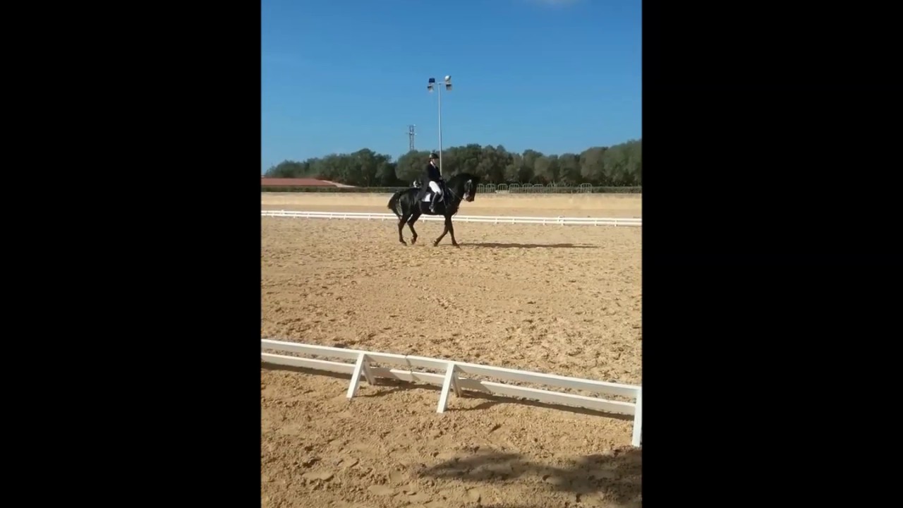 Menorca horses competing