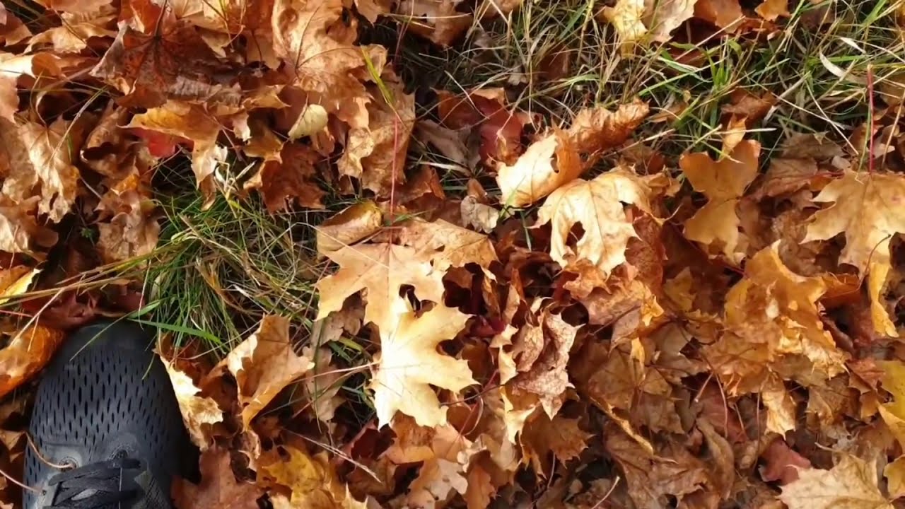 Beauty of Autumn | Stockholm Views