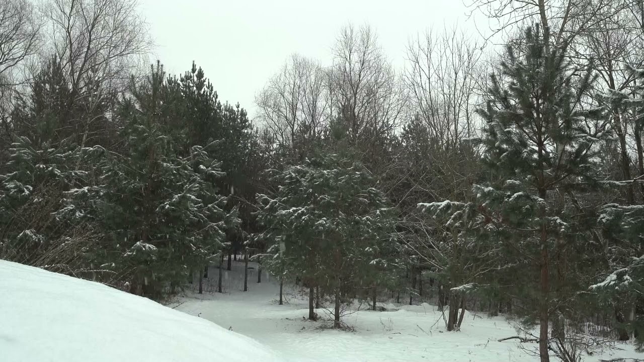 ❄️ Winter Forest Stillness | Falling Snow & Tranquil Nature Ambience 🌾