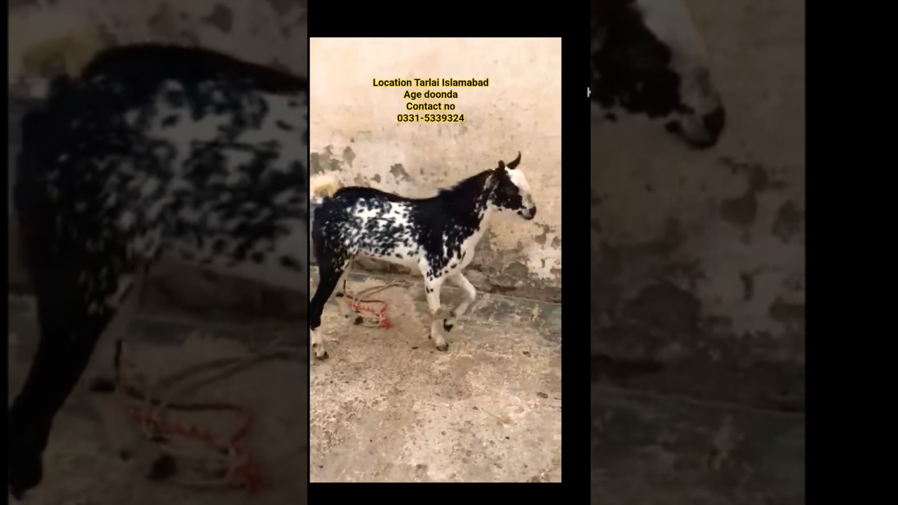 #tedda bakra #barbari #tedda #bakra #qurbanicollection #bakraforsale