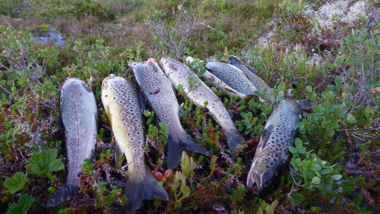På tur i Femundsmarka