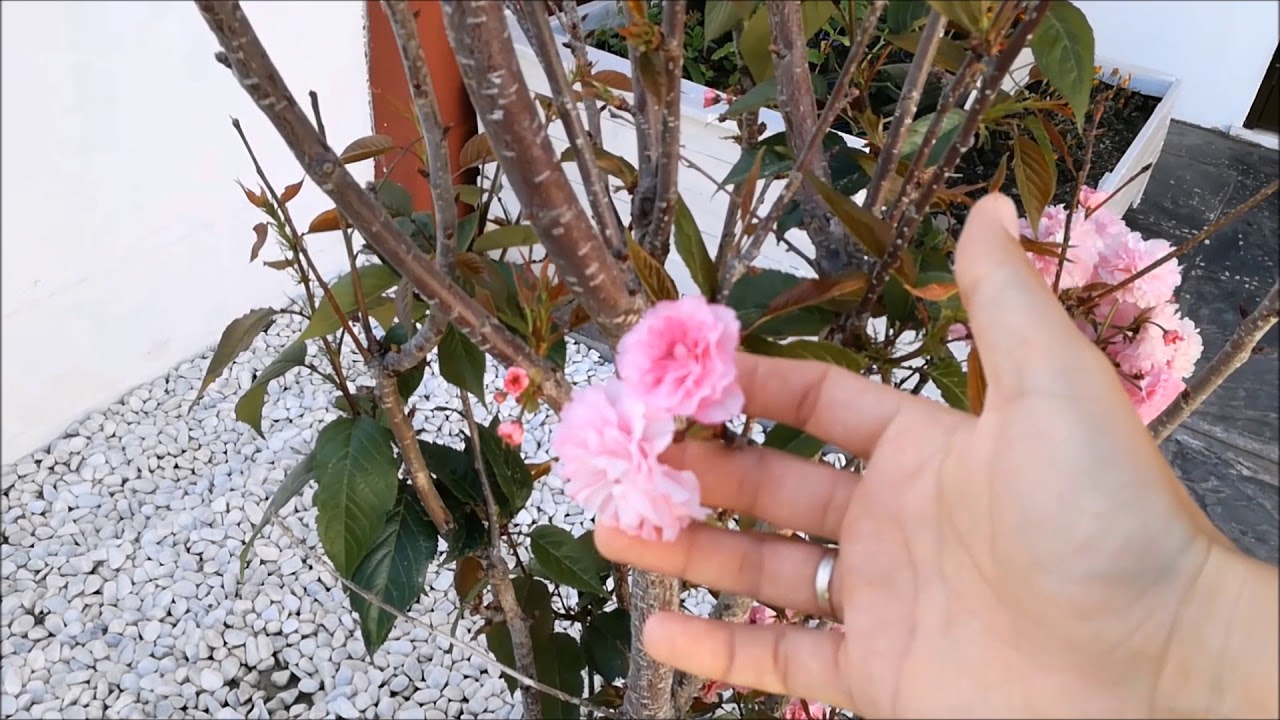 CUIDADOS DEL CEREZO JAPONES. PRUNUS SERRULATA (KANZAN)