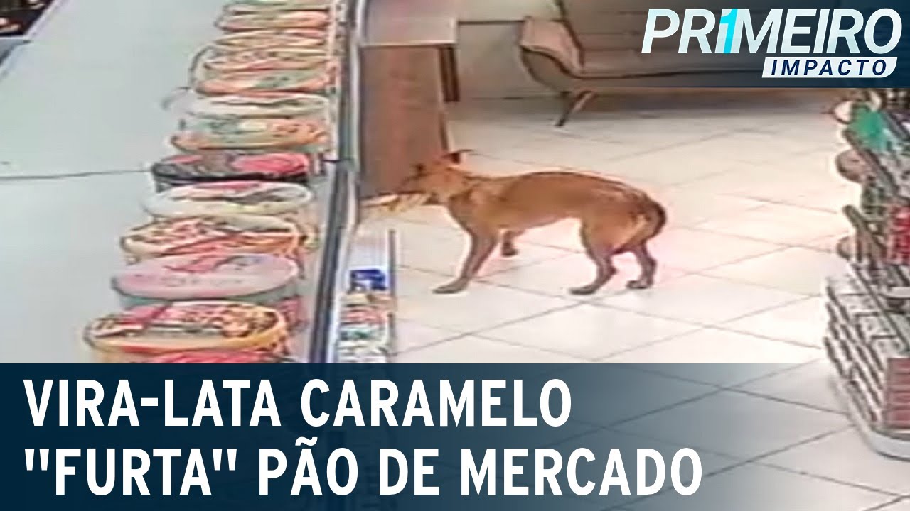 Vira-lata caramelo tira o sossego de comerciantes após “flagrantes” | Primeiro Impacto (29/09/22)
