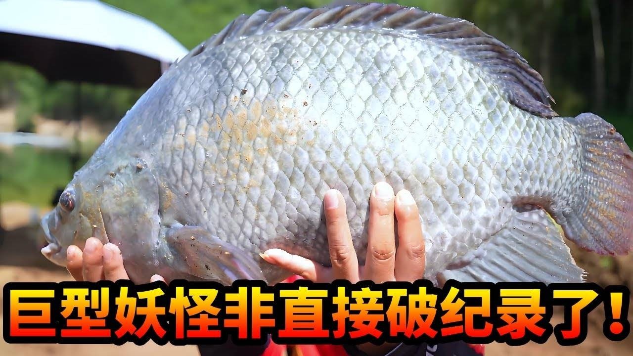 苦苦追寻120天，终于寻得巨型妖怪非 ！破了自己的罗非记录，激动的无法言语 ，这一刻值太值了#游钓黑坑 #罗非鱼 #红水河 #钓鱼