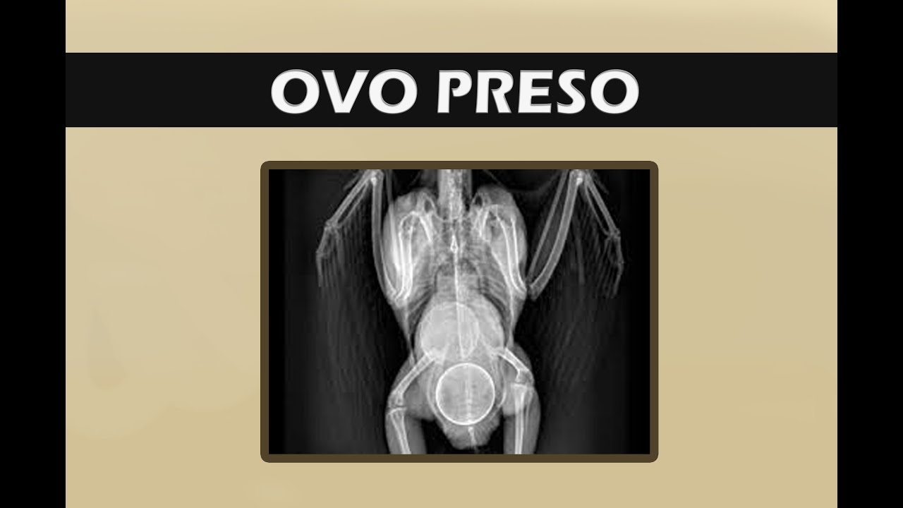 Ovo preso, tudo que você precisa saber!!