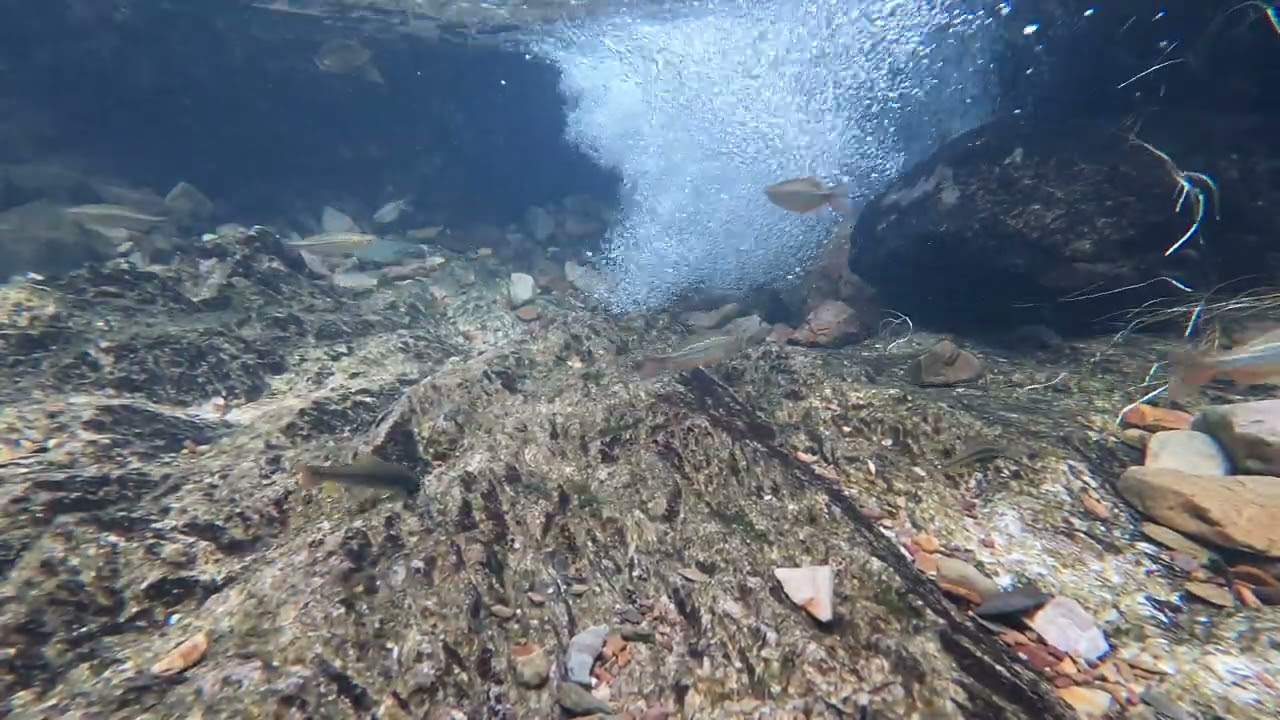 Devario malabaricus in an Eastern Ghat Hillstream