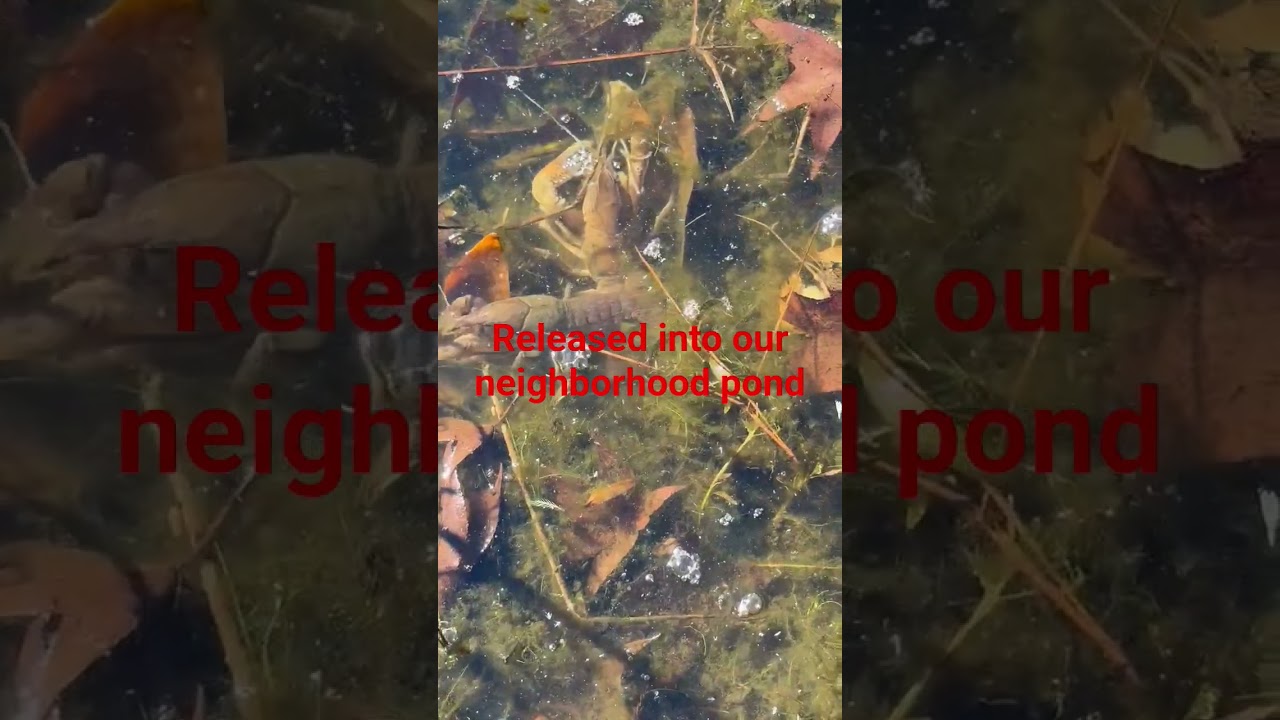 caught a small batch of crawfish to release into our neighborhood pond.