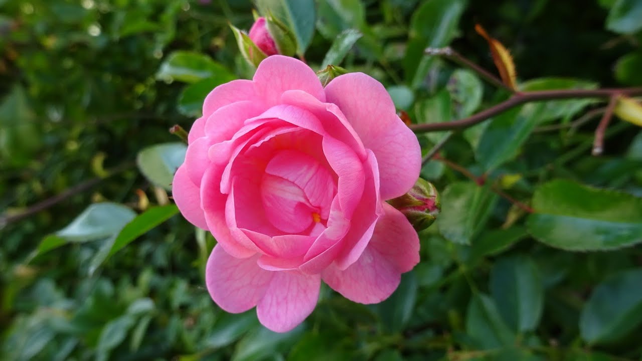 Beautiful​ rose Full​ HD 4K​