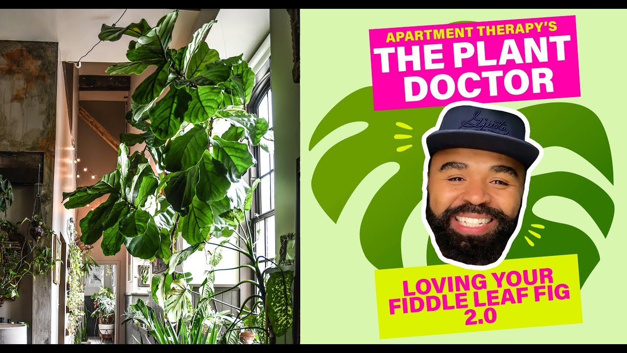 Loving Your Fiddle Leaf Fig 2.0 | The Plant Doctor | Apartment Therapy