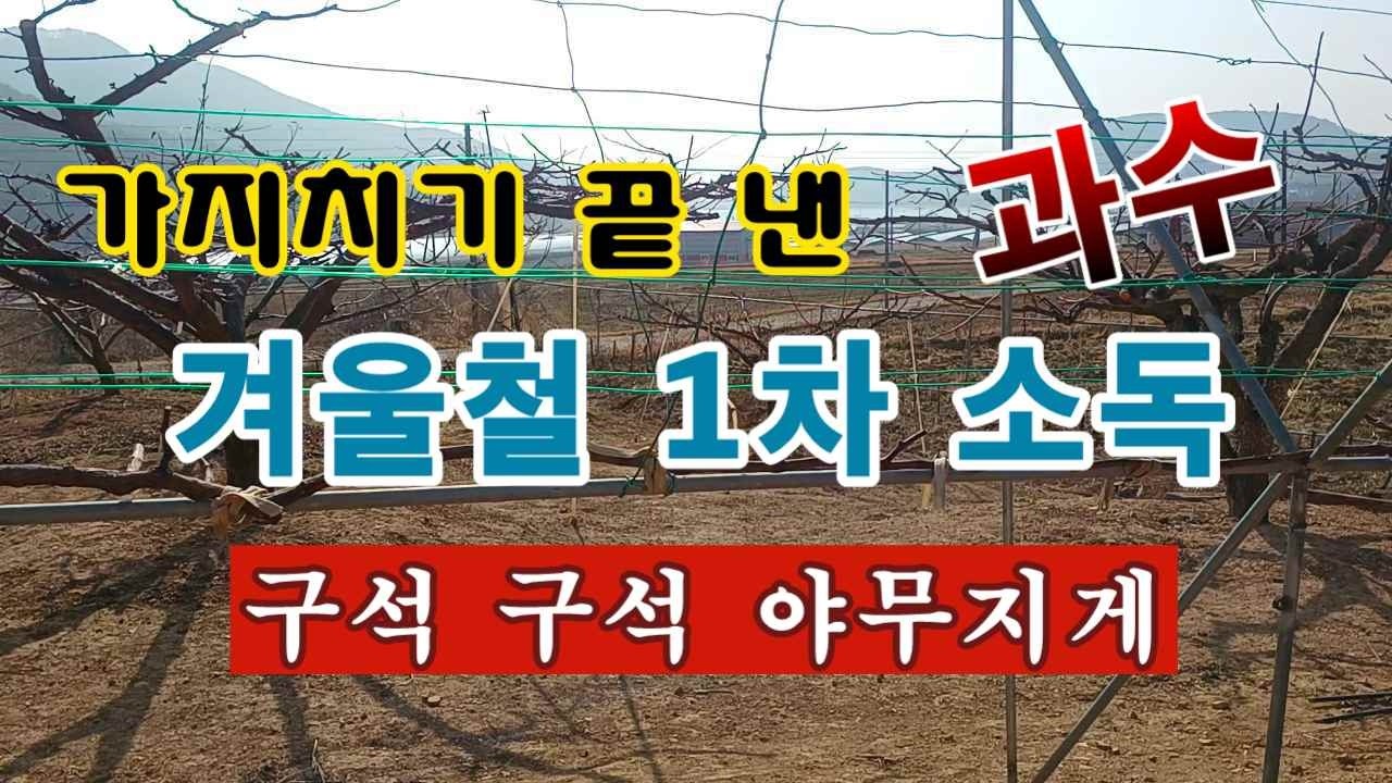 [텃밭농부 2,151]  가지치기 끝 낸 과일나무. 겨울철 1차소독하는 방법. # 과수소독
