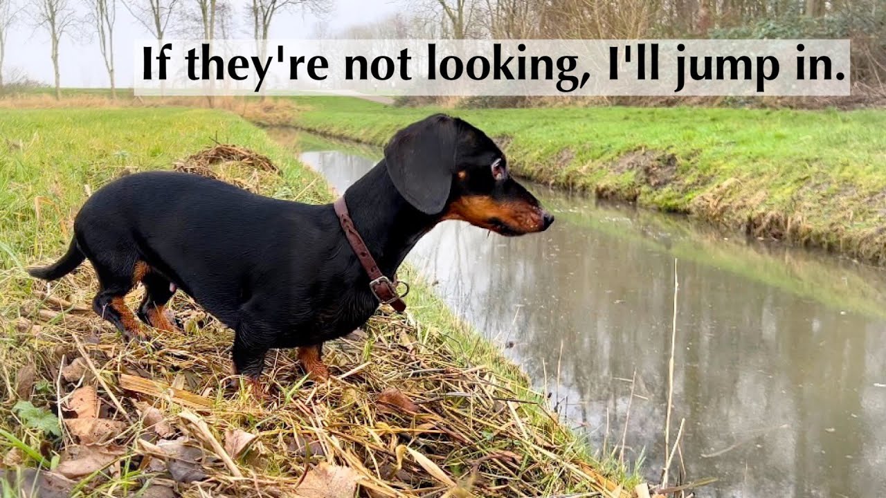 Loulou obsessed with this ditch| Loulou & Coco's Diary.