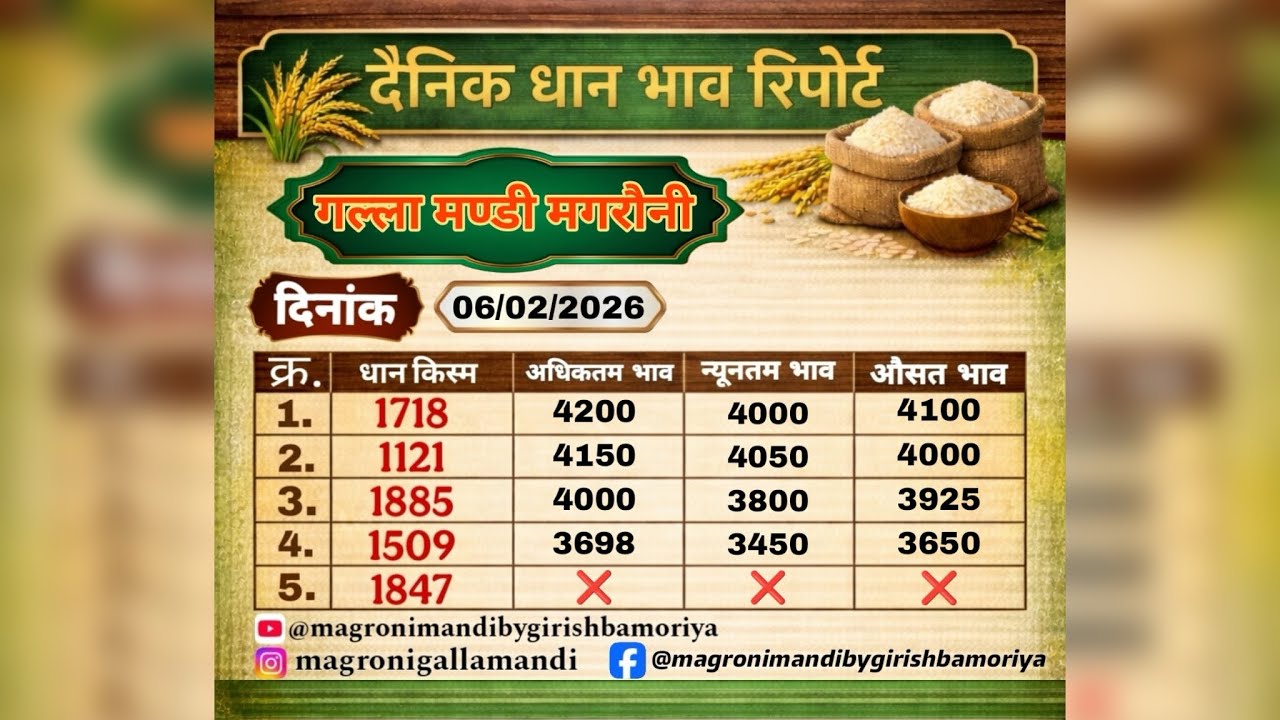 धान का भाव हूआ कम एक दिन में (1509 , 1718 ,1121 ,1885) Magroni Mandi by Girish Bamoriya 06/02/2026