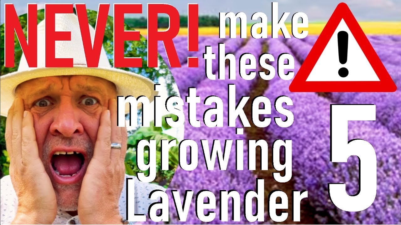 Never Make These Five Mistakes Planting and Growing Lavender
