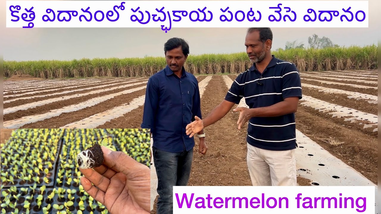 Watermelon farming New method//పుచ్ఛకాయ సాగు#farming 
