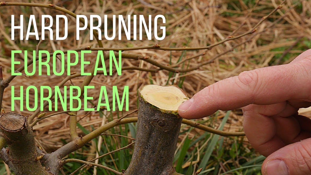 Hard pruning an European hornbeam (Carpinus betulus) pre bonsai
