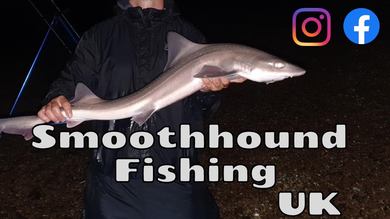 Smoothhound Fishing Kent UK!