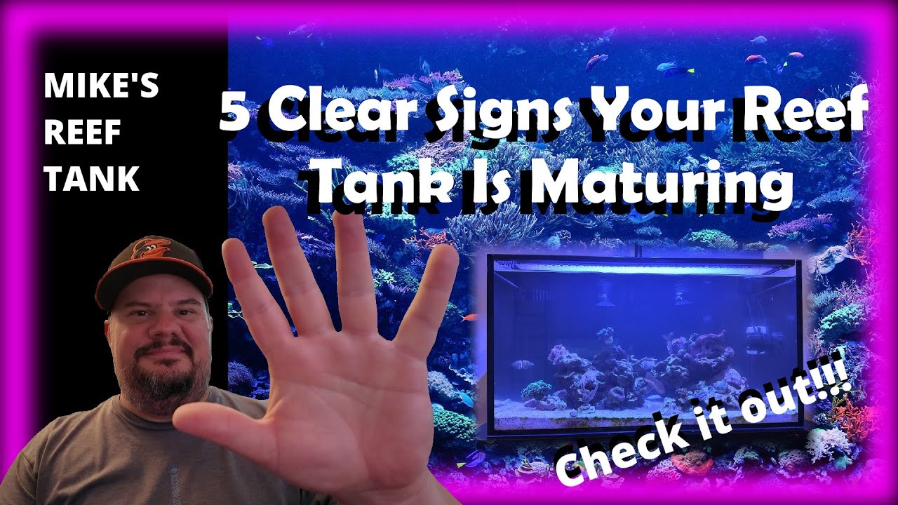 5 Clear Signs Your Reef Tank Is Maturing