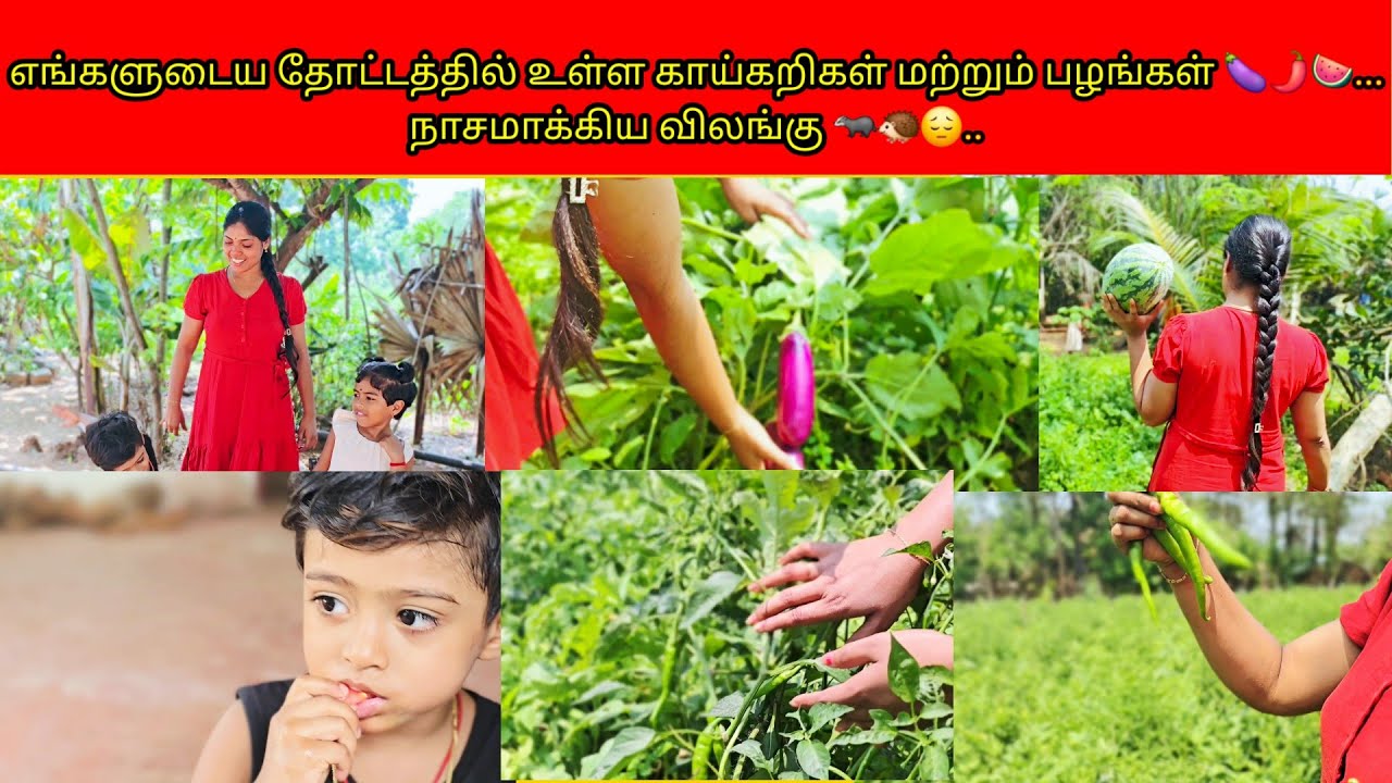 எங்களுடைய தோட்டத்தில் உள்ள காய்கறிகள் மற்றும் பழங்கள் 🍆🌶🍉...நாசமாக்கிய விலங்கு 🦡🦔😔../PKR family