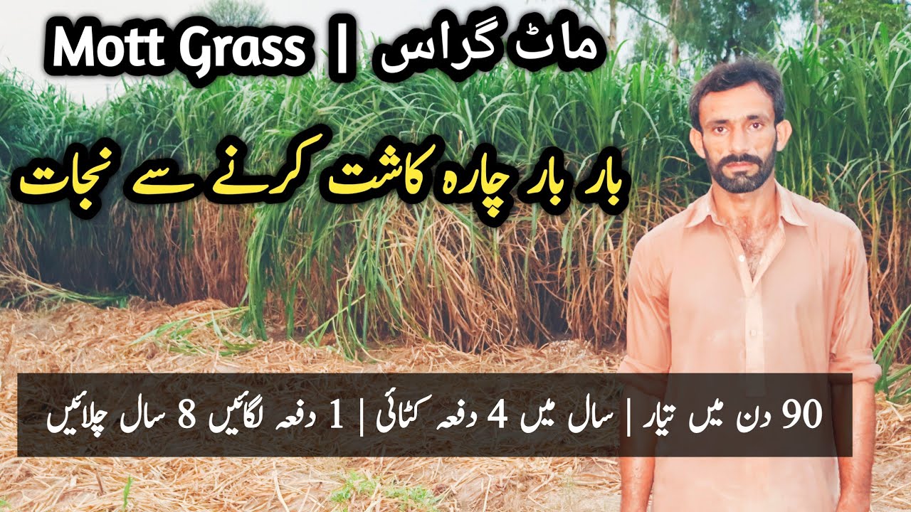 Mott Grass | Mott Grass Cultivation | ایک بار ماٹ گراس لگائیں چارے کی پریشانی سے نجات پائیں