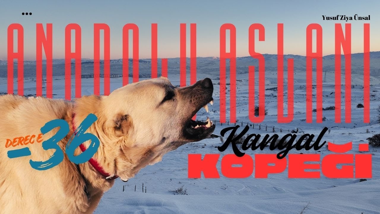 -36 Derecede Anadolu’nun Aslanı Kangal | Sivas’ta Safkan Kangal Köpek Çiftliği #kangal #dog #vlog