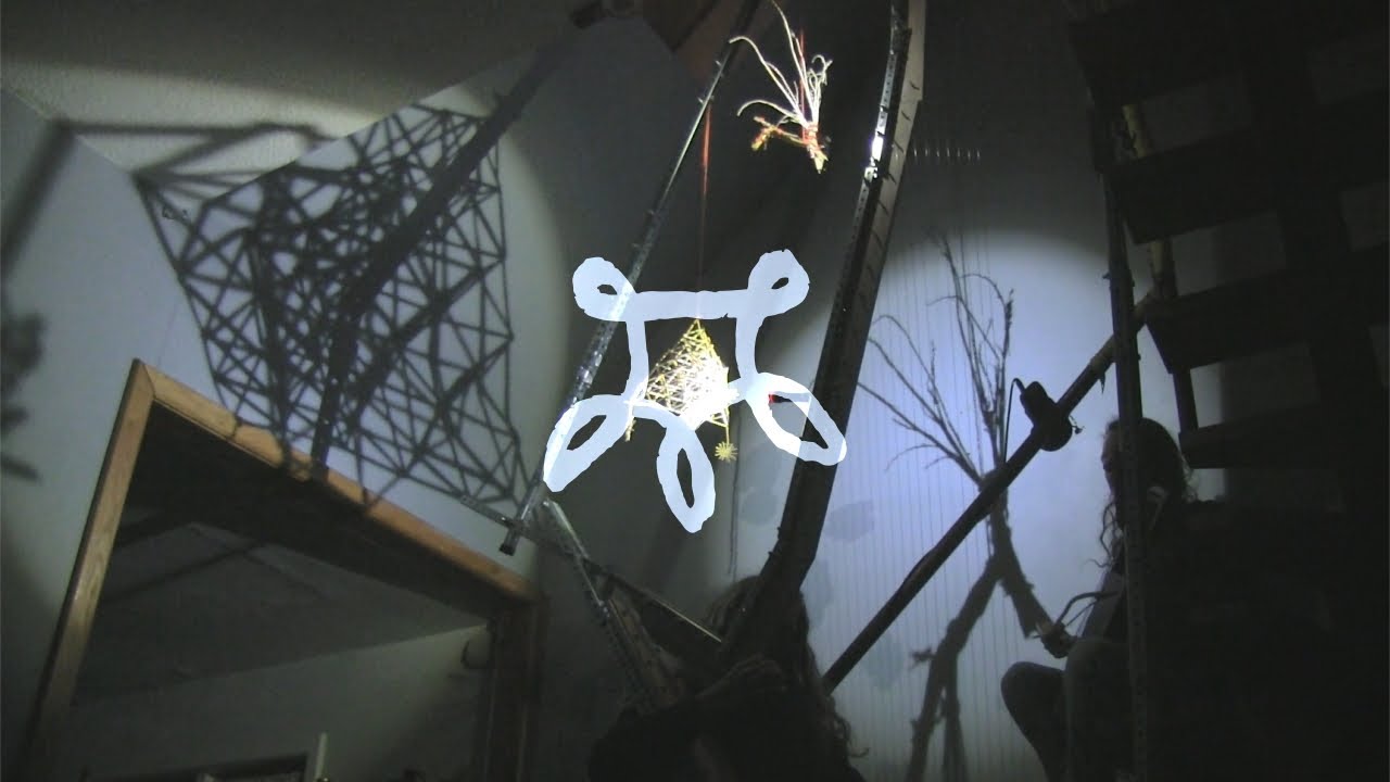 Honeypaw - Kalėdų rytų rožė inžydo